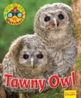 Image for Tawny owl