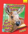Image for Enormous ears and soft brown hair