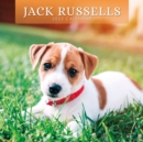 Image for JACK RUSSELLS 2023 SQUARE WALL CALENDAR