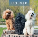 Image for POODLES 2023 SQUARE WALL CALENDAR