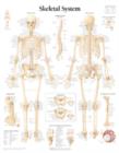 Image for Skeletal System Paper Poster