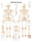 Image for Skeletal System Laminated Poster