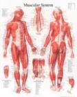 Image for Muscular System with Male Figure Paper Poster