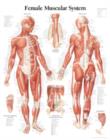 Image for Muscular System with Female Figure Paper Poster