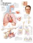Image for Respiratory System Laminated Poster