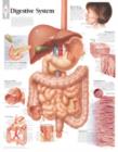 Image for Digestive System Paper Poster