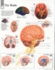 Image for Brain Paper Poster