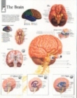 Image for Brain Laminated Poster