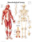 Image for Musculoskeletal System Paper Poster