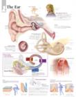 Image for Ear Paper Poster