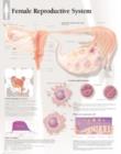 Image for Female Reproductive System Paper Poster