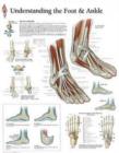 Image for Understanding the Foot &amp; Ankle Paper Poster