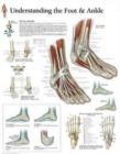 Image for Understanding the Foot &amp; Ankle Laminated Poster
