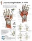 Image for Understanding the Hand &amp; Wrist Paper Poster