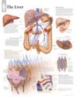 Image for Liver Laminated Poster