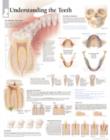 Image for Understanding the Teeth Paper Poster