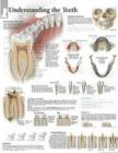Image for Understanding the Teeth Laminated Poster