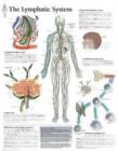 Image for Lymphatic System Laminated Poster