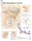 Image for Male Reproductive System Paper Poster