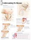 Image for Understanding the Prostate Paper Poster