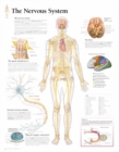 Image for Nervous System Laminated Poster