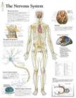 Image for Nervous System Paper Poster