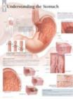 Image for Understanding the Stomach Paper Poster