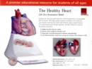 Image for Healthy Heart : Life Size Anatomical Model