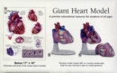 Image for Healthy Heart : Giant Anatomical Model