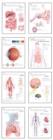 Image for Human Anatomy Chart Pack