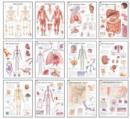 Image for Body Systems Chart Set