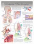 Image for Respiration &amp; Gas Exchange Laminated Poster