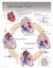 Image for Cardiac Cycle Laminated Poster