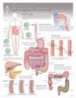 Image for Digestive Process Laminated Poster