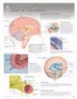 Image for CSF &amp; the Brain Laminated Poster