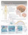 Image for Neurons &amp; Neurotransmitters Laminated Poster