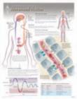Image for Hormonal Action Laminated Poster