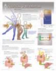Image for Nutrition &amp; Metabolism Laminated Poster