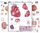Image for Body Organ Wall Chart Set