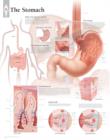 Image for Stomach Laminated Poster