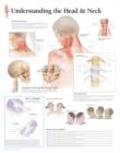 Image for Understanding the Head &amp; Neck Paper Poster