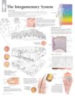Image for Integumentary System Laminated Poster