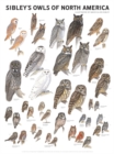Image for Sibley&#39;s Owls of North America