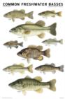 Image for Common Freshwater Basses of North America