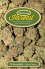 Image for Marijuana harvest: how to maximize quality and yield in your cannabis garden