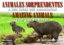 Image for Animales Sorprendentes / Amazing Animals - English &amp; Spanish Bilingual Edition : Que Amamantan a Sus Crias / That Like to Nurse