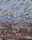 Image for Seagulls Aloft Blank Book Lined Journal (8x10)