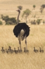 Image for Ostrich Outing Blank Book Lined Journal (6x9)