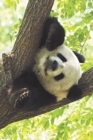 Image for Panda Tree Blank Book Lined Journal (4x6)