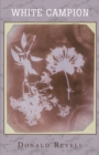 Image for White Campion